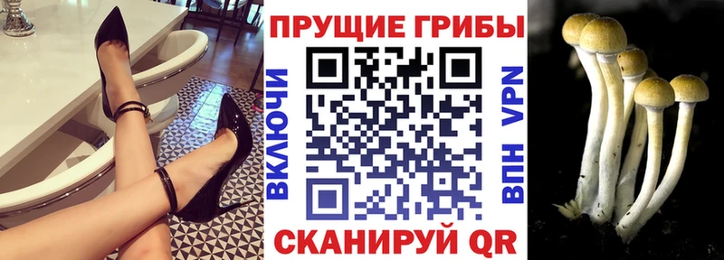 Купить  Галич  Псилоцибиновые грибы GOLDEN TEACHER 